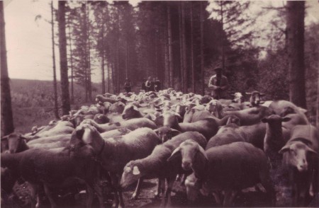 Haag Schafe in der Au undatiert