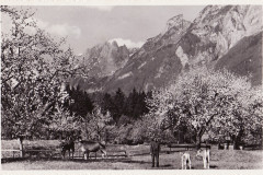 Sennwald Foto Herkunft unbekannt _RU (13)